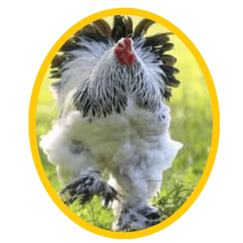 Fancy Chicken